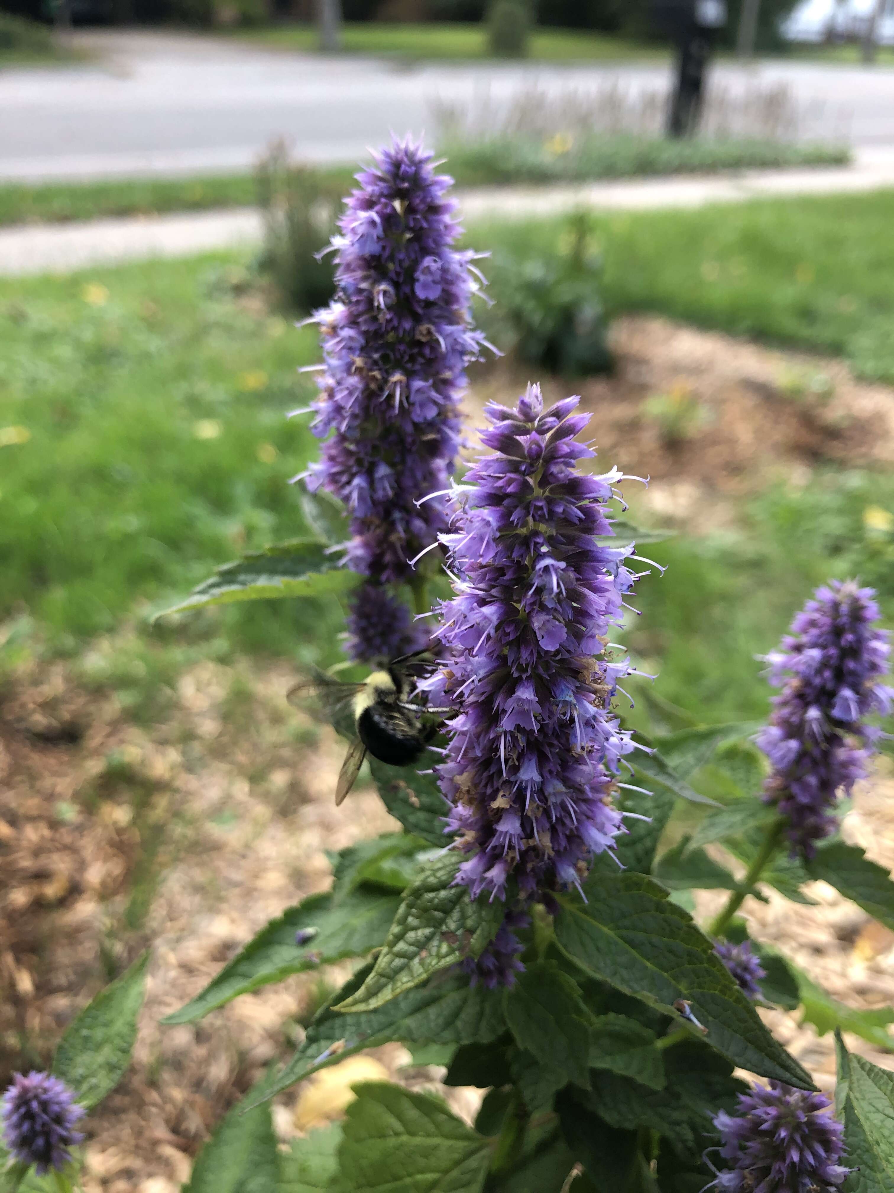 Imagem de Agastache foeniculum (Pursh) Kuntze