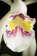 Imagem de Cattleya iricolor Rchb. fil.