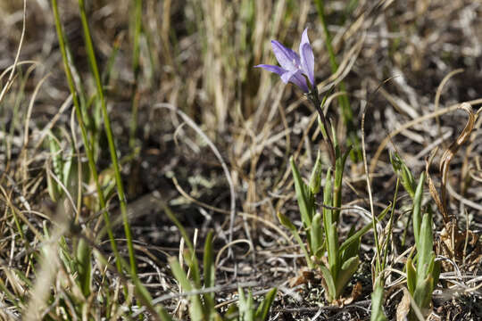 Image of Parry's bellflower