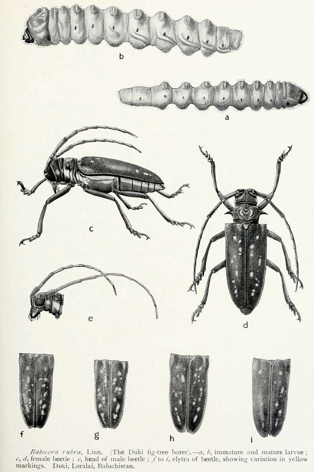 Image of Batocera rufomaculata (Degeer 1775)