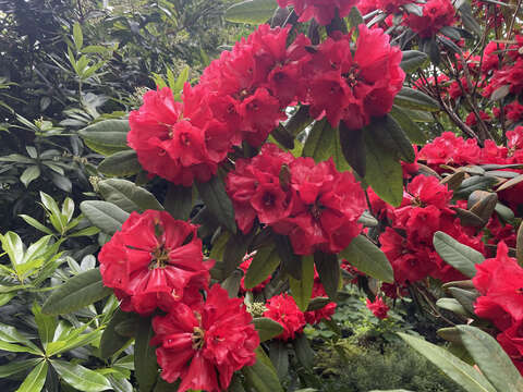 صورة Rhododendron facetum I. B. Balf. & Kingdon-Ward