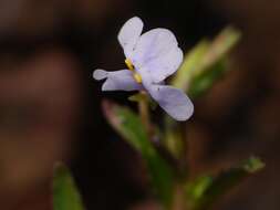 Image of Linderniaceae