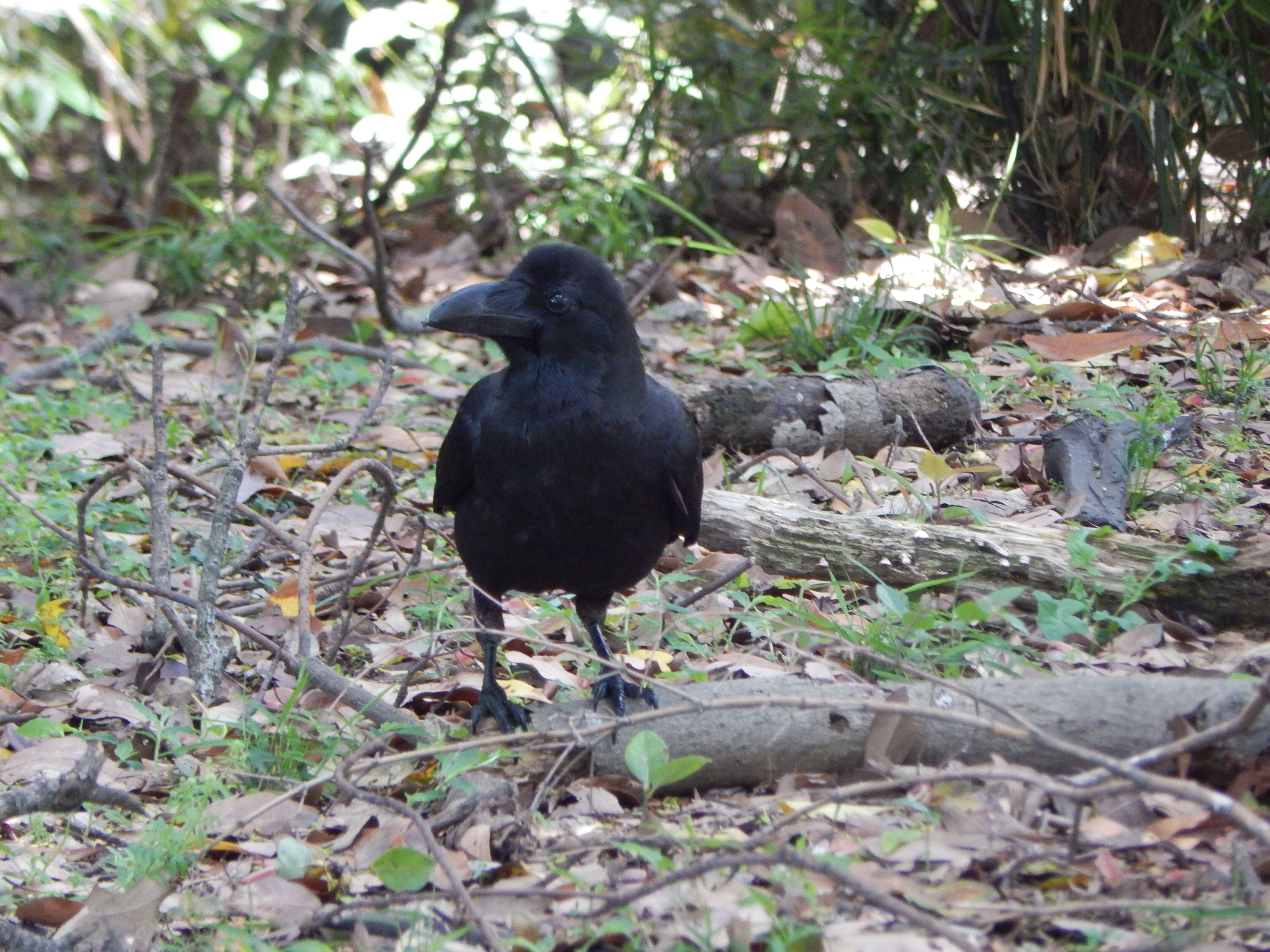 Image of Large-billed Crow