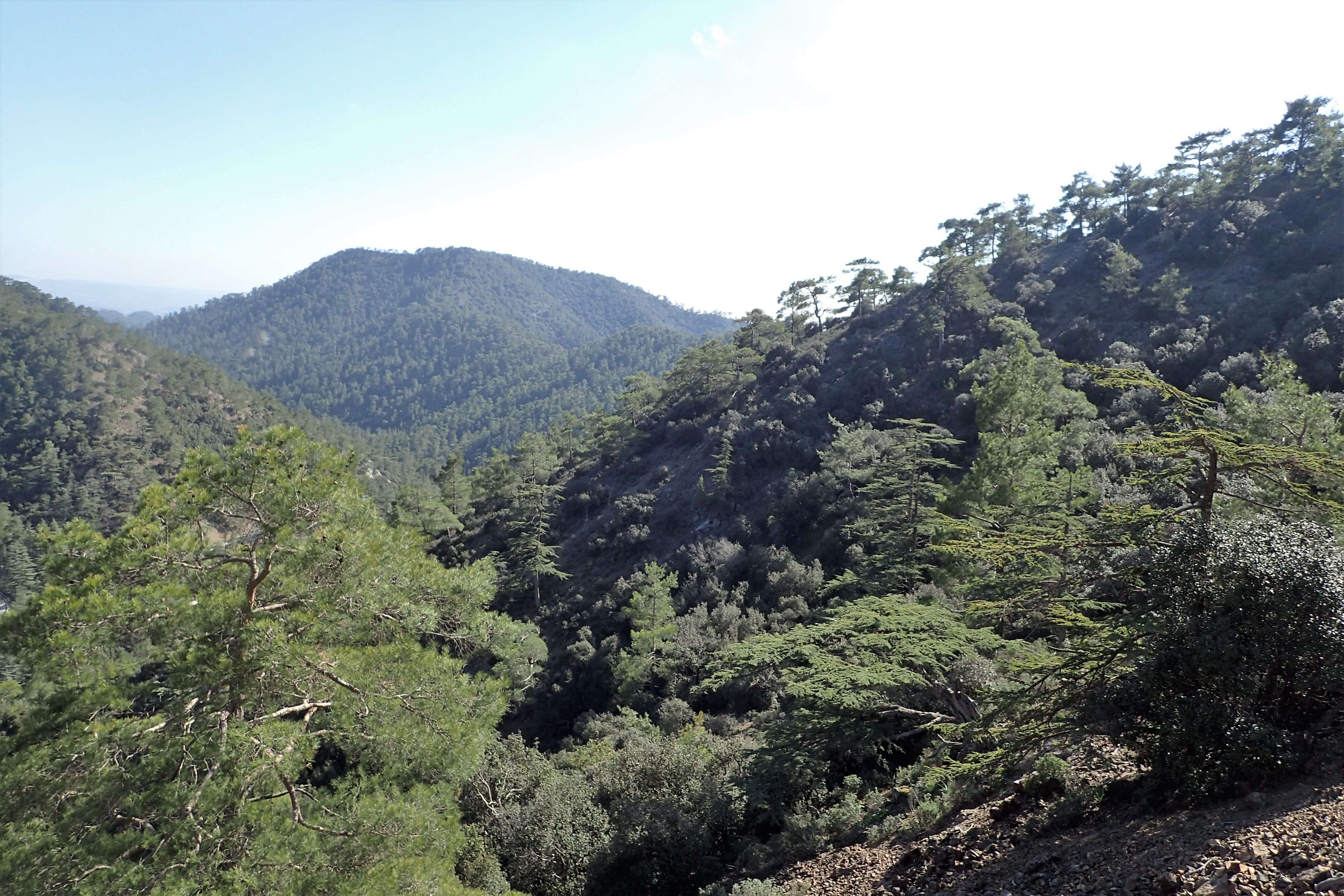 Image of Cyprus Cedar