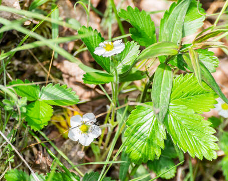 Image of woodland strawberry