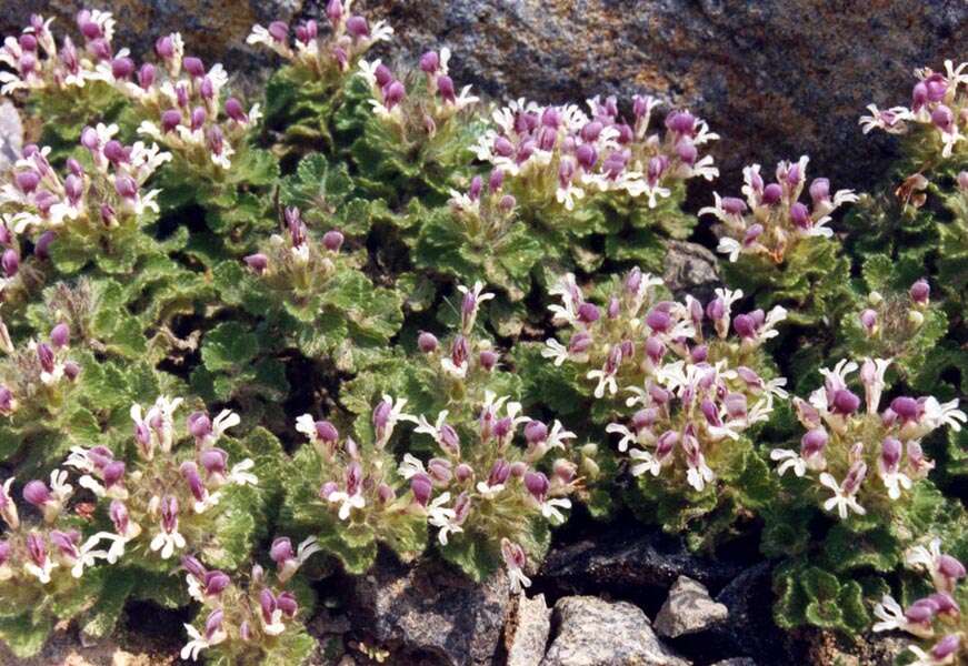 Слика од Teucrium pyrenaicum L.