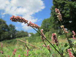 Image of Dock-Leaf Smartweed