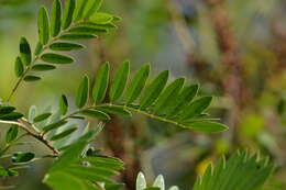 Image of desert false indigo