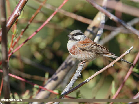 Image of Chestnut-breasted Bunting