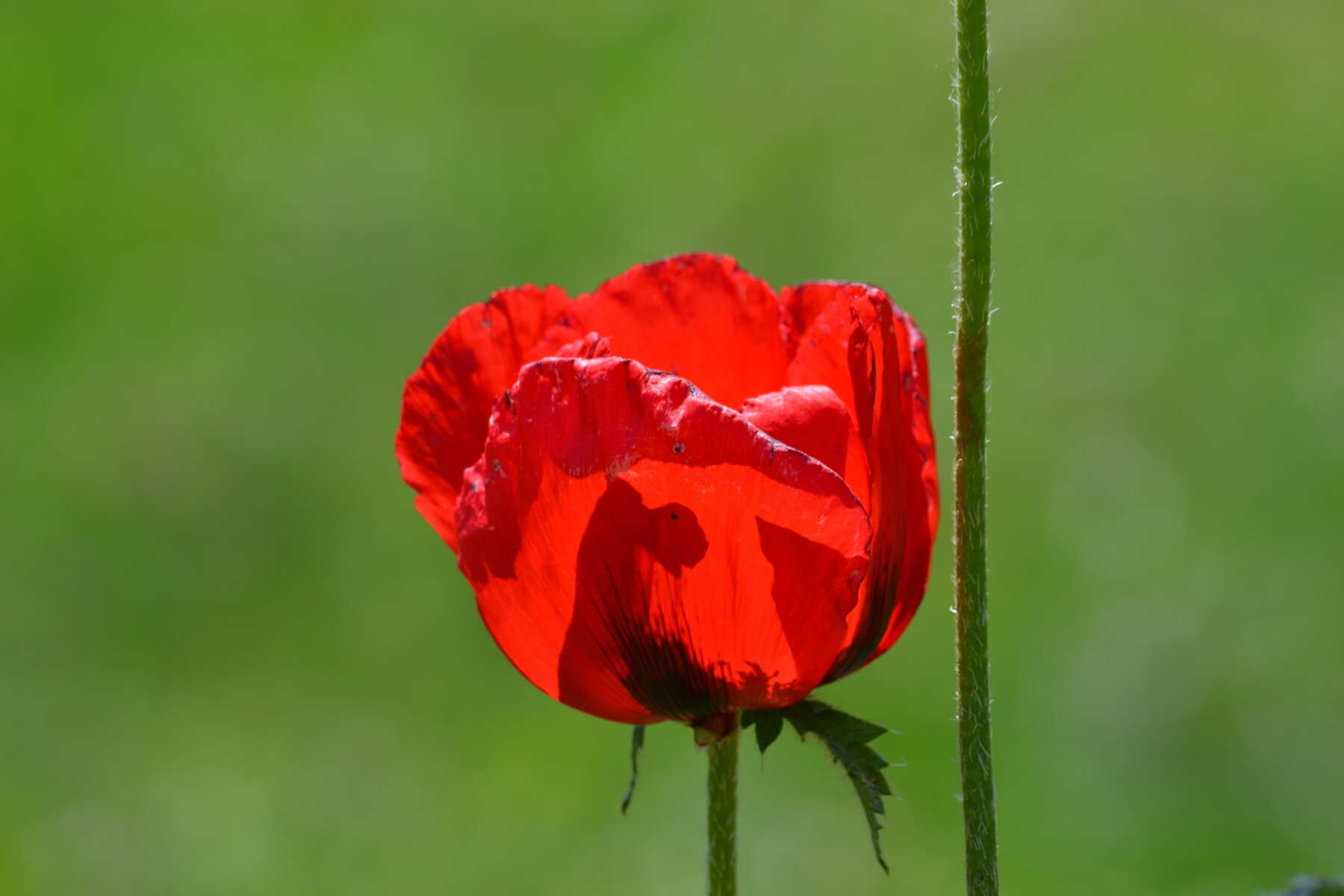 Image of Oriental poppy