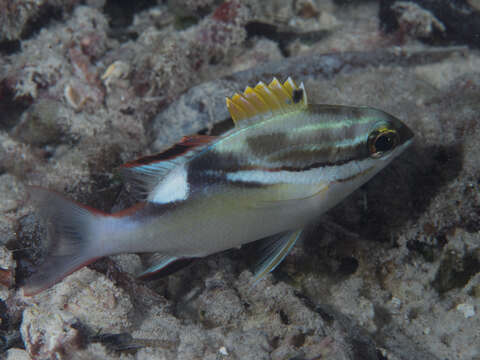 Image of two-lined monocle bream