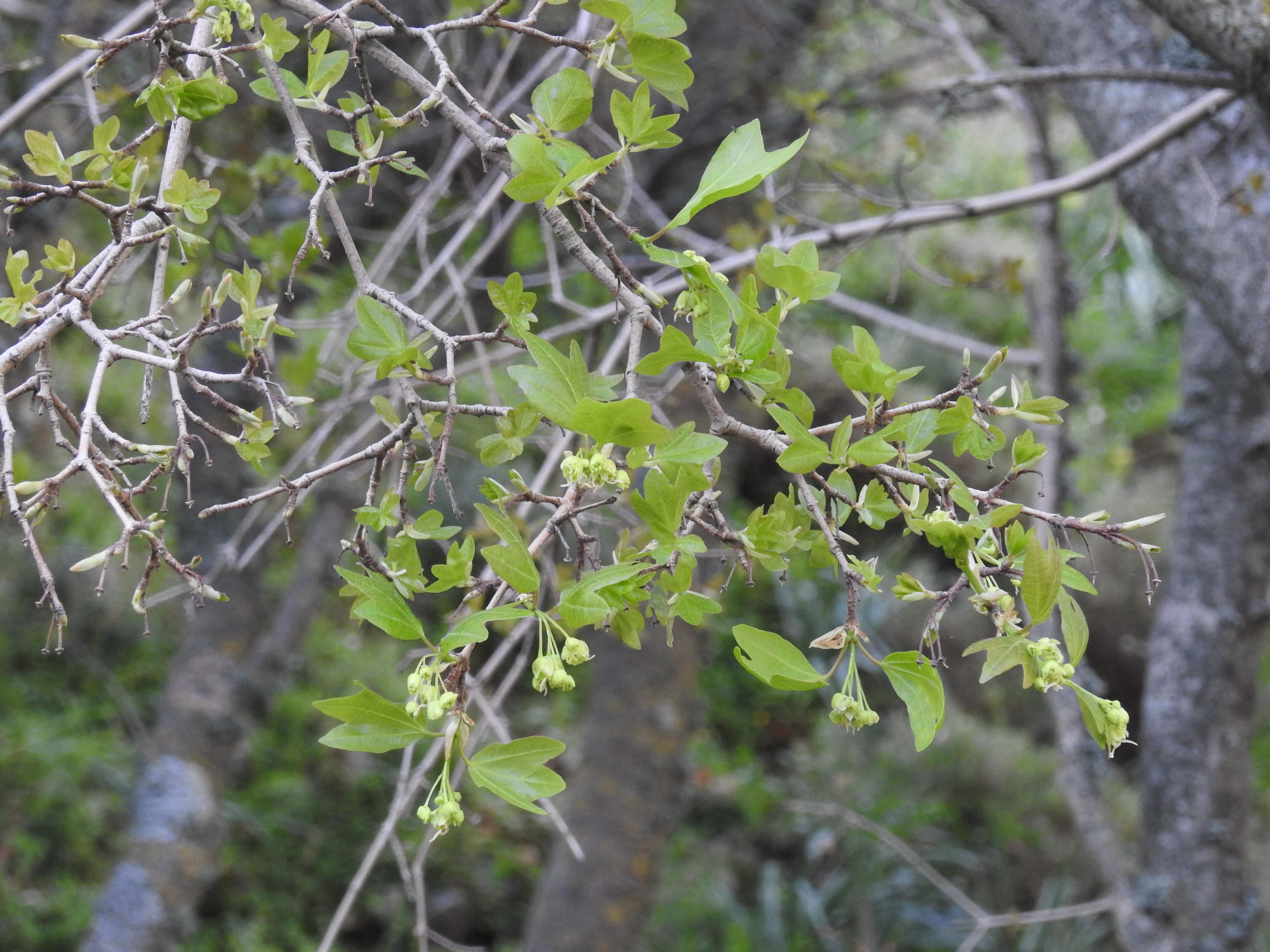 Image of Cretan maple