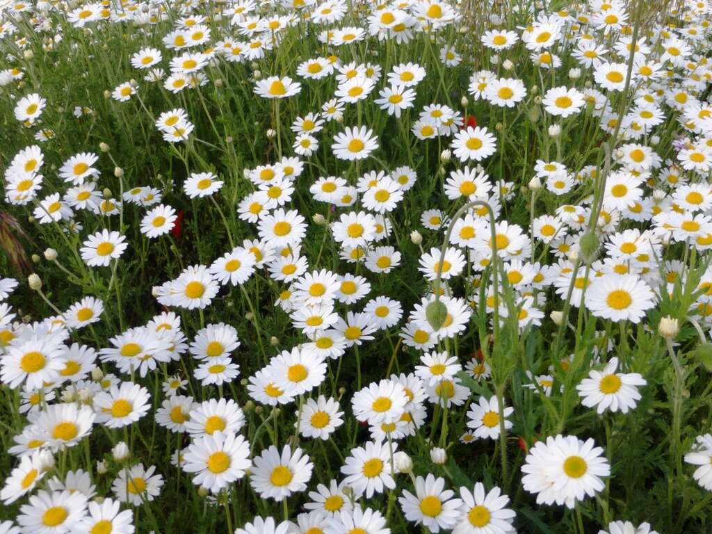 Anthemis arvensis L. resmi