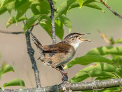 Image of Marsh Wren