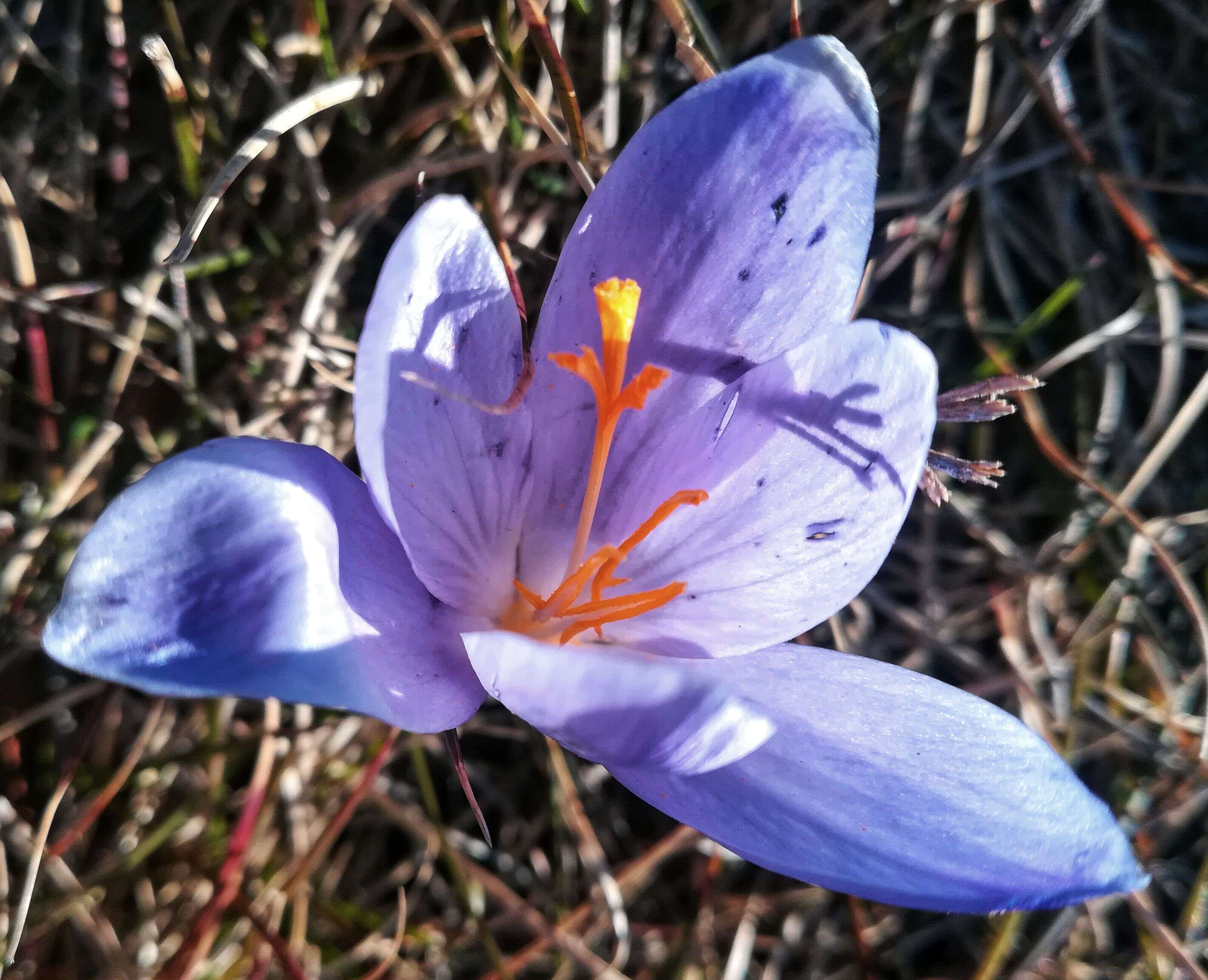 Image of autumn crocus