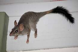 Image of Brush-tailed Marsupial Mouse