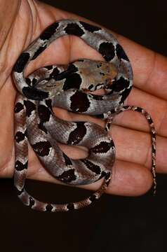 Image of Blandings Tree Snake