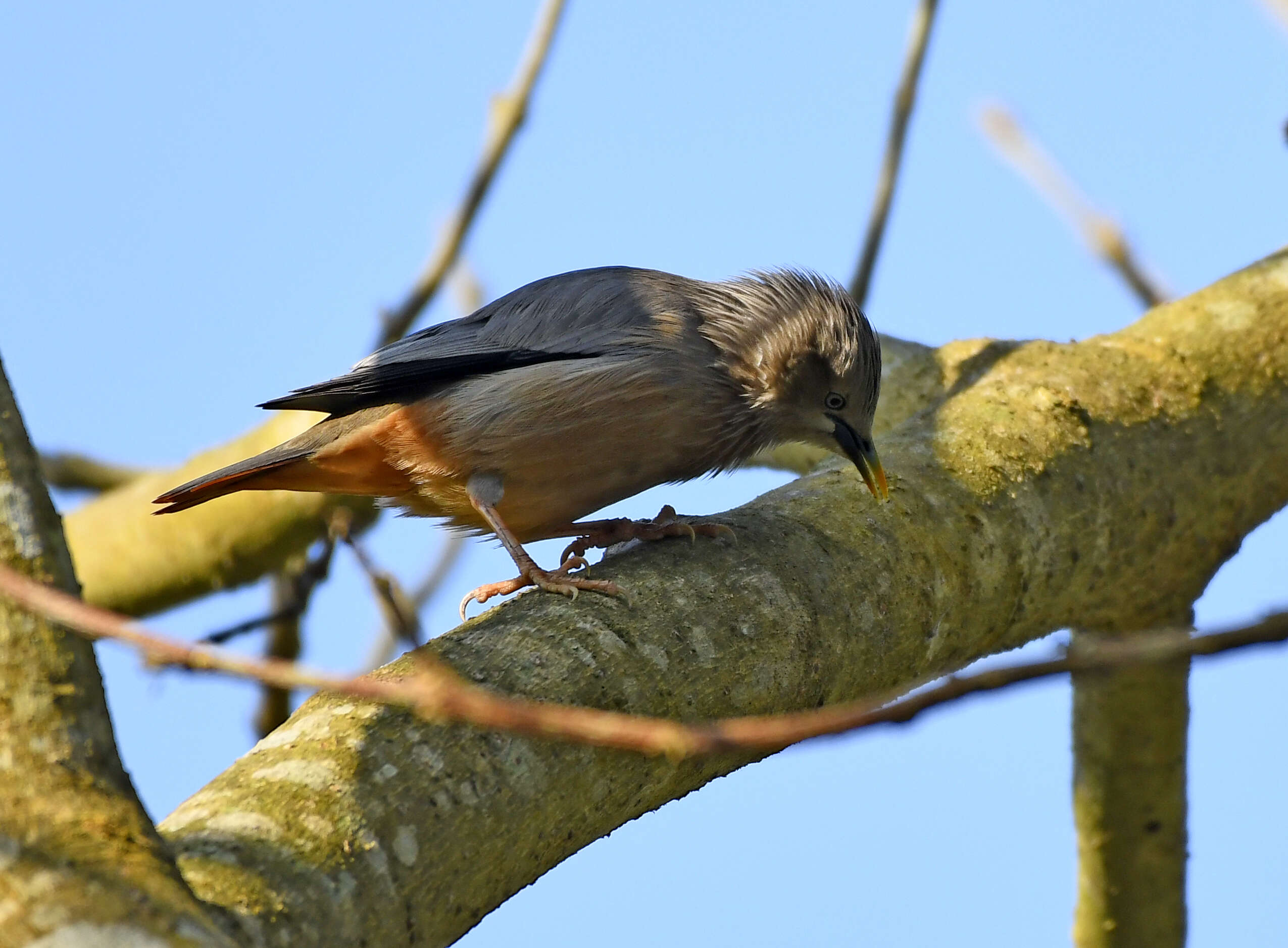 Image of Chestnut-tailed Starling