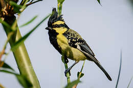 Image of Black-lored Tit