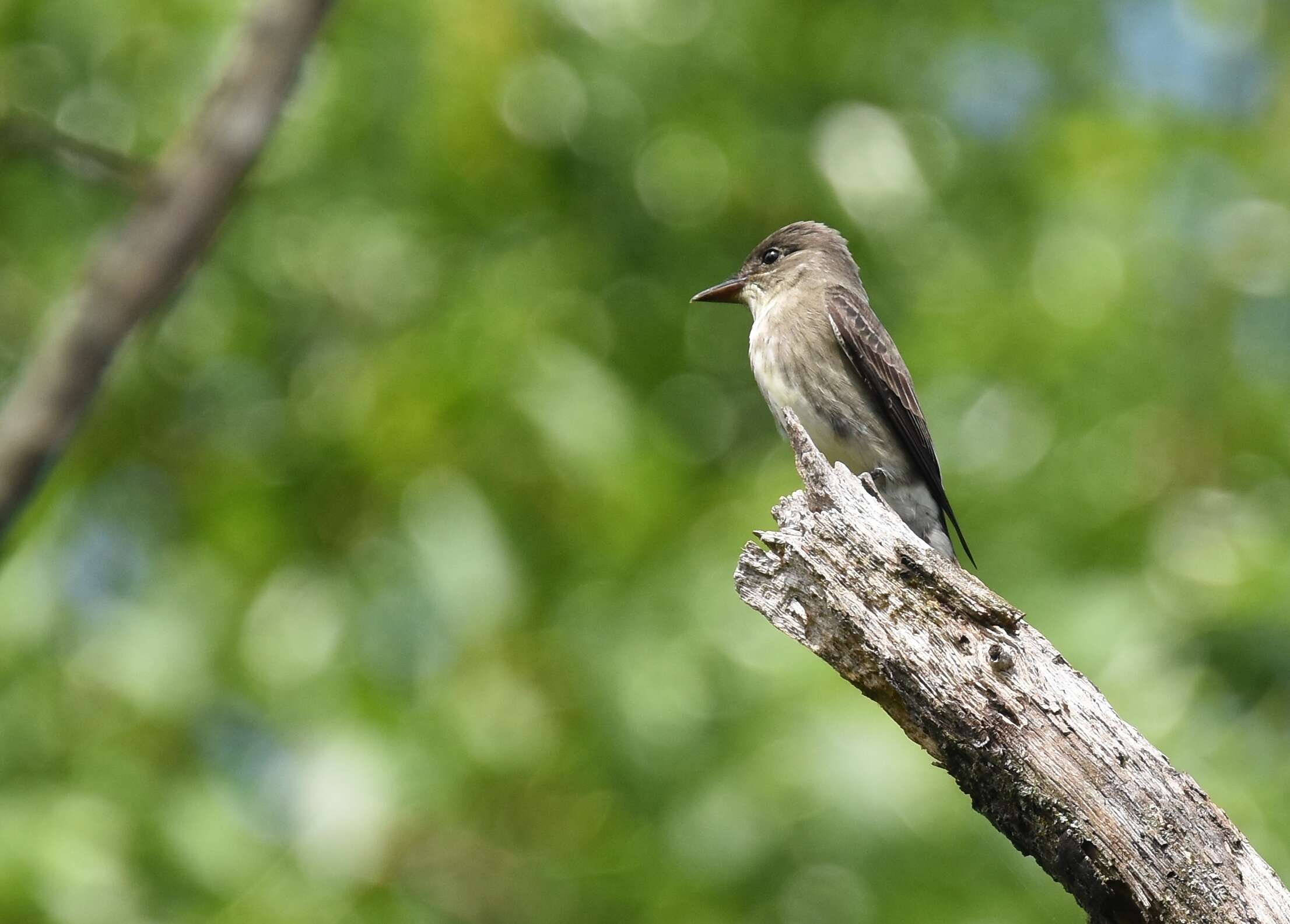 Image of Olive-Sided Flycatcher