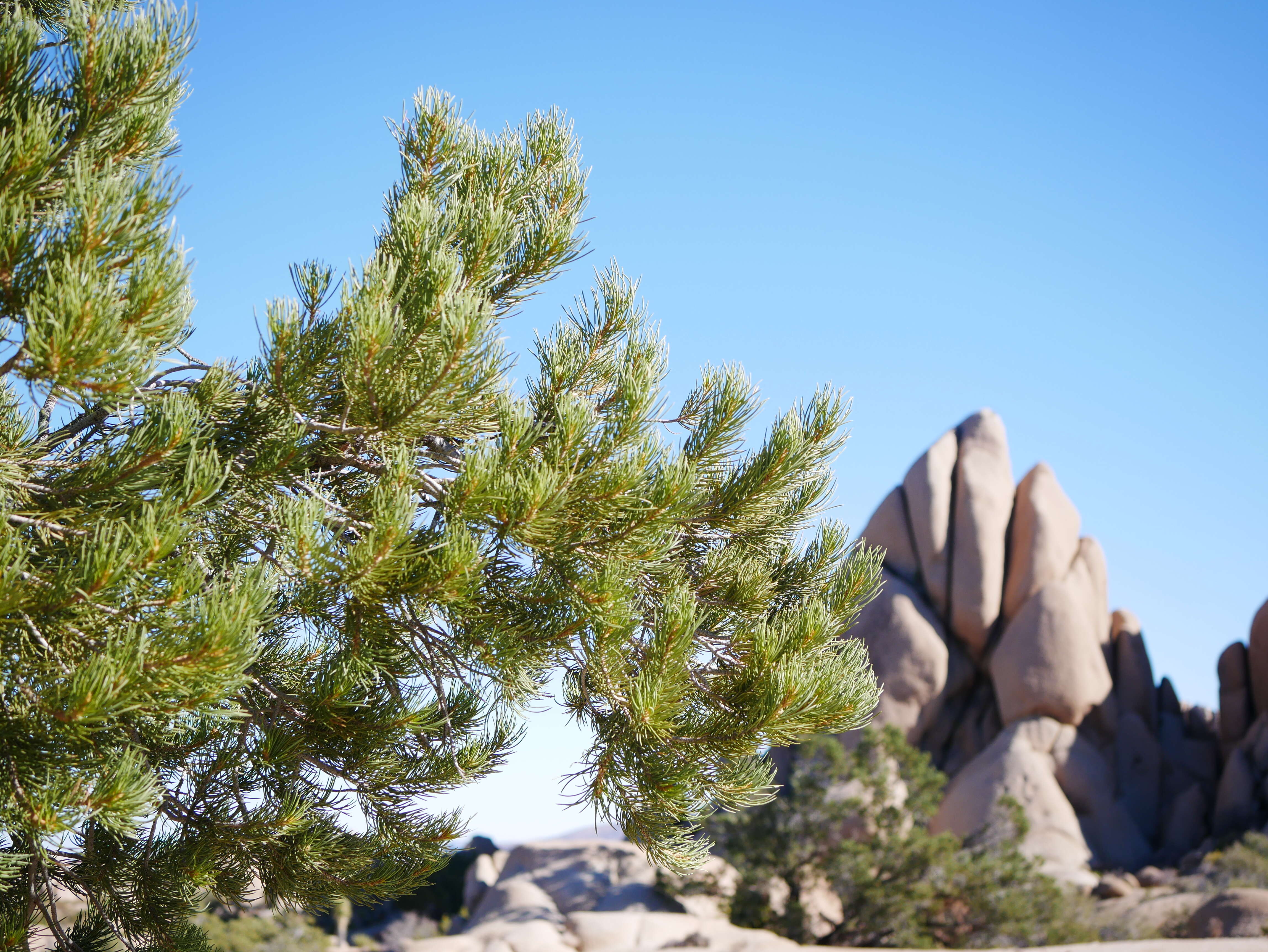 Image of singleleaf pinyon