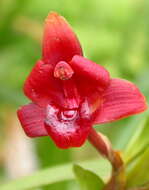 Image of Tiger orchids