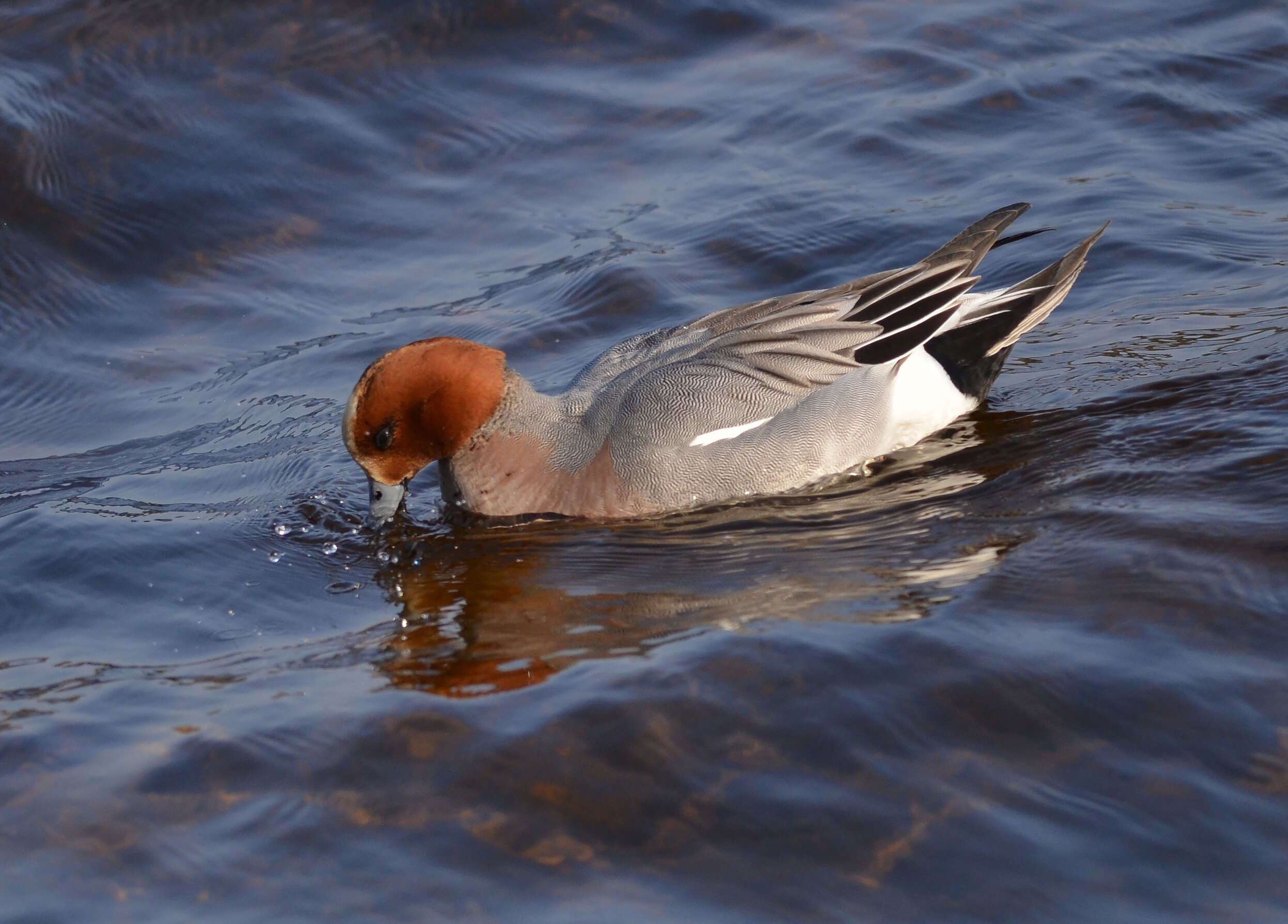 Image of Eurasian Wigeon