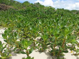 Image of Beachberry