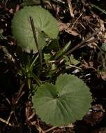 Image de Ranunculus cassubicus L.