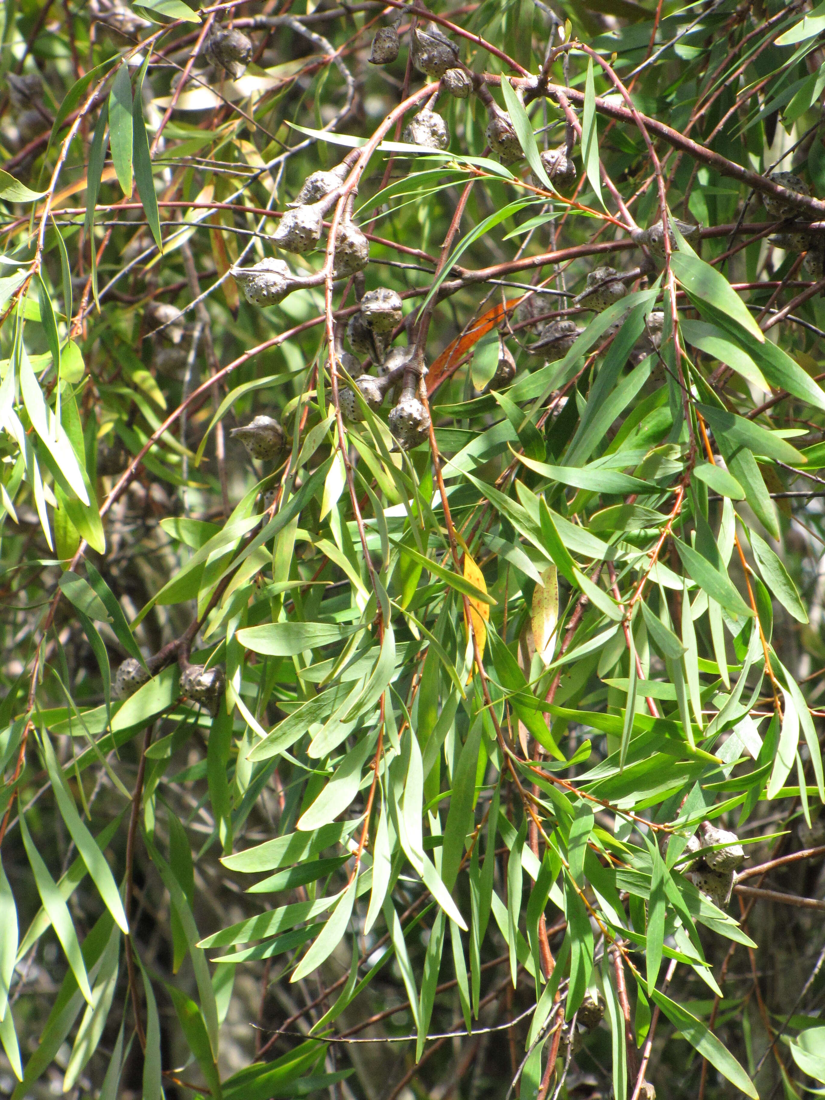 Image of Willow hakea