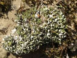 Image of Cladonia foliacea (Huds.) Willd.