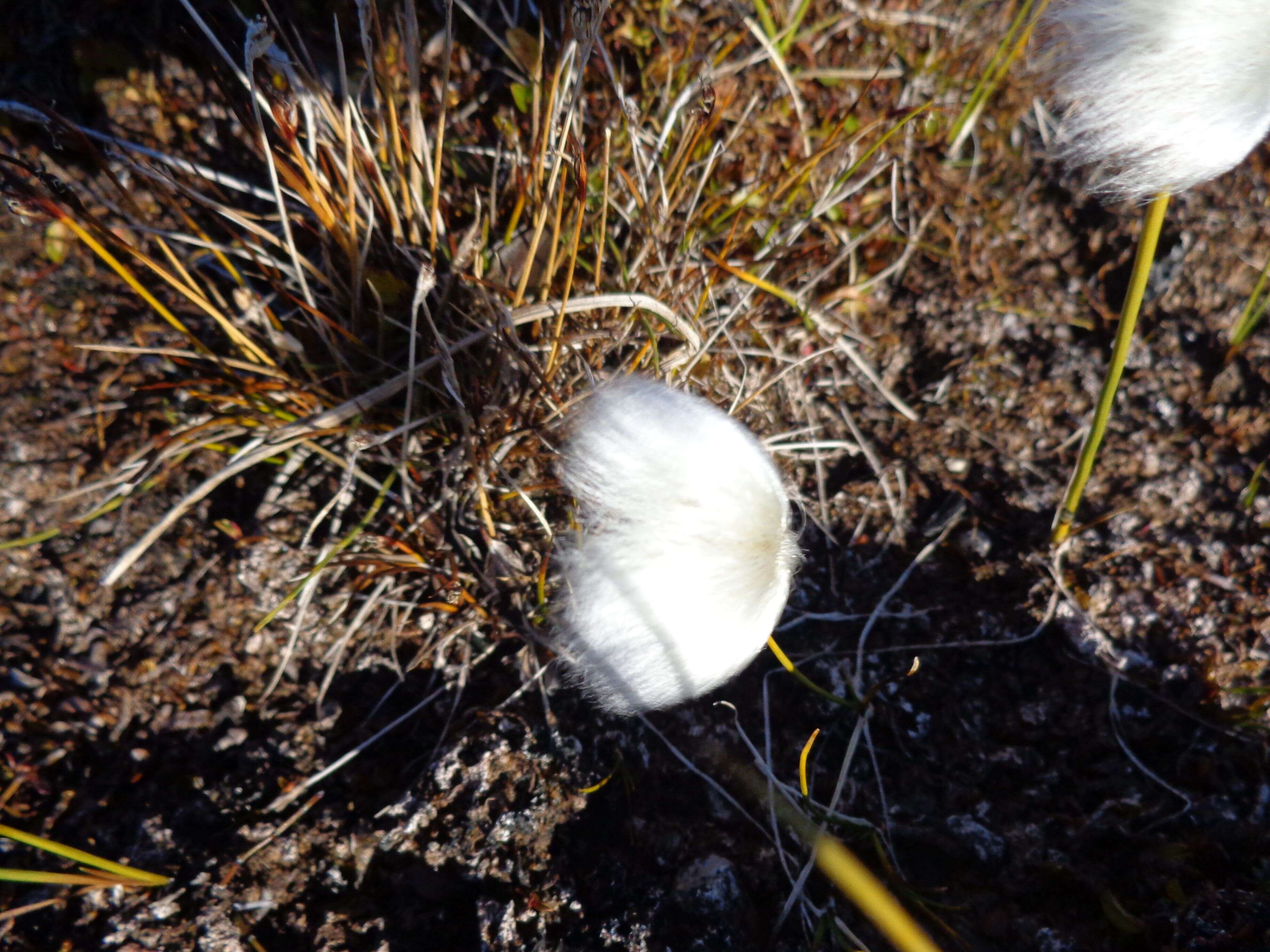 Plancia ëd Eriophorum scheuchzeri Hoppe