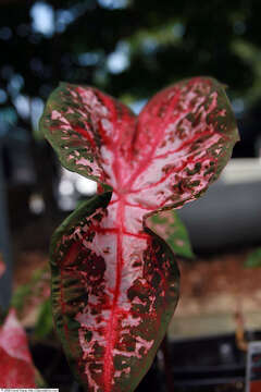 Image of heart of Jesus