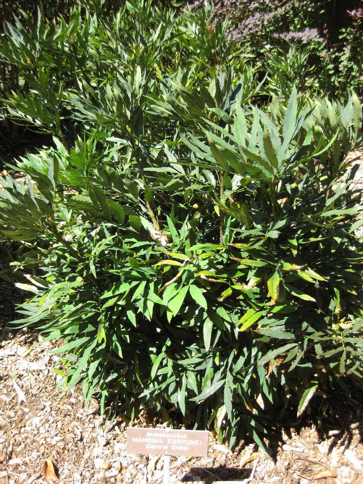 Image of Berberis fortunei Lindl.