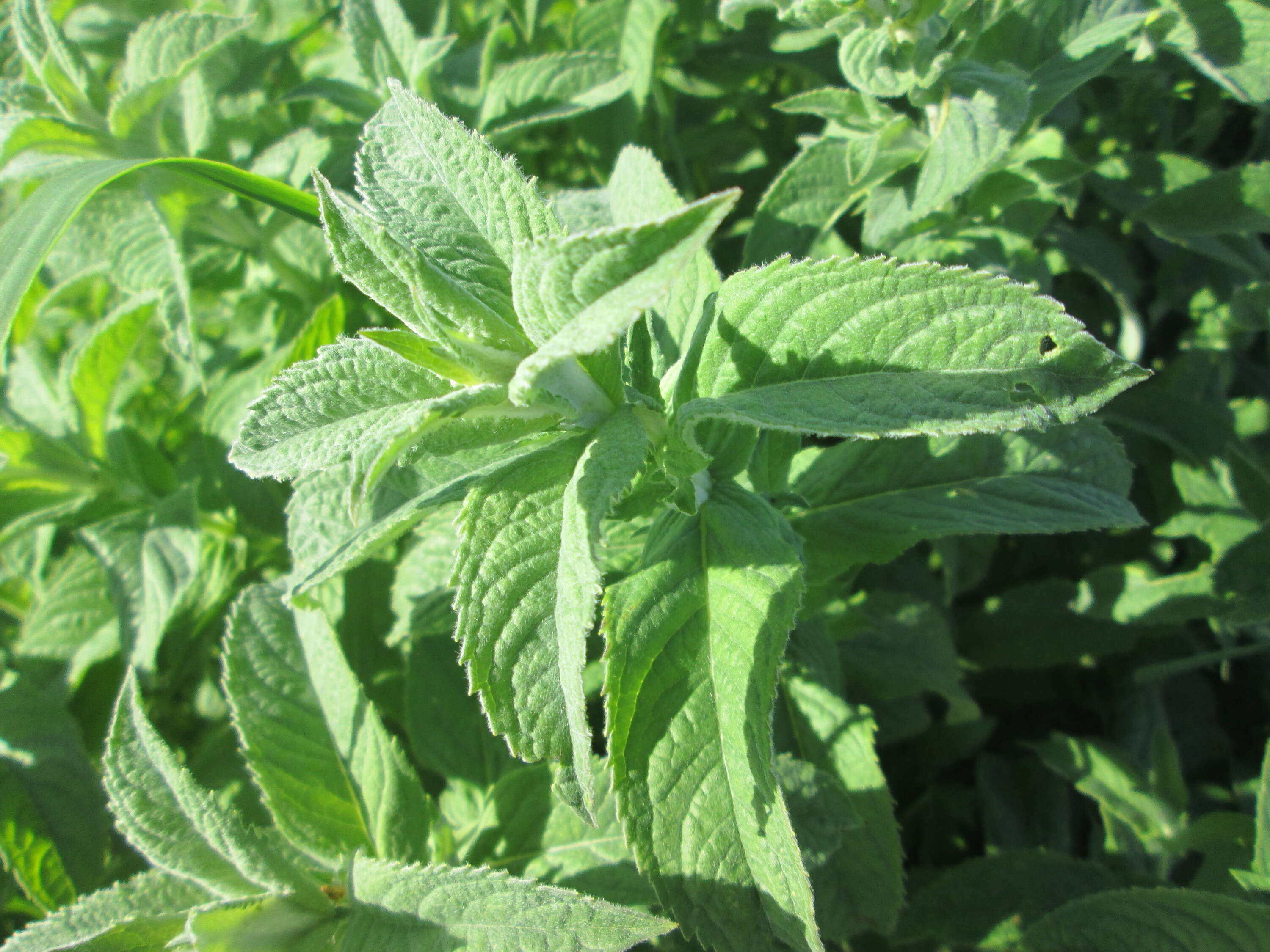 Image of Horse Mint