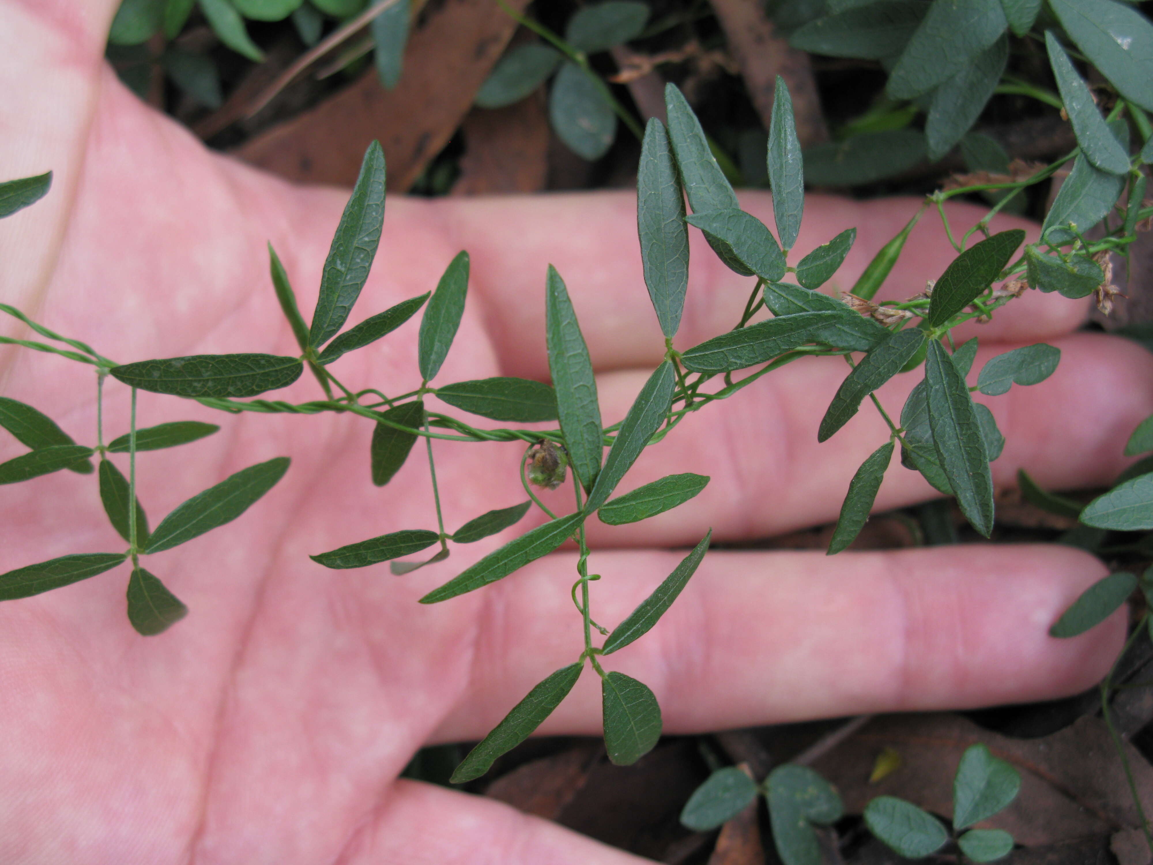 Imagem de Glycine microphylla Tindale