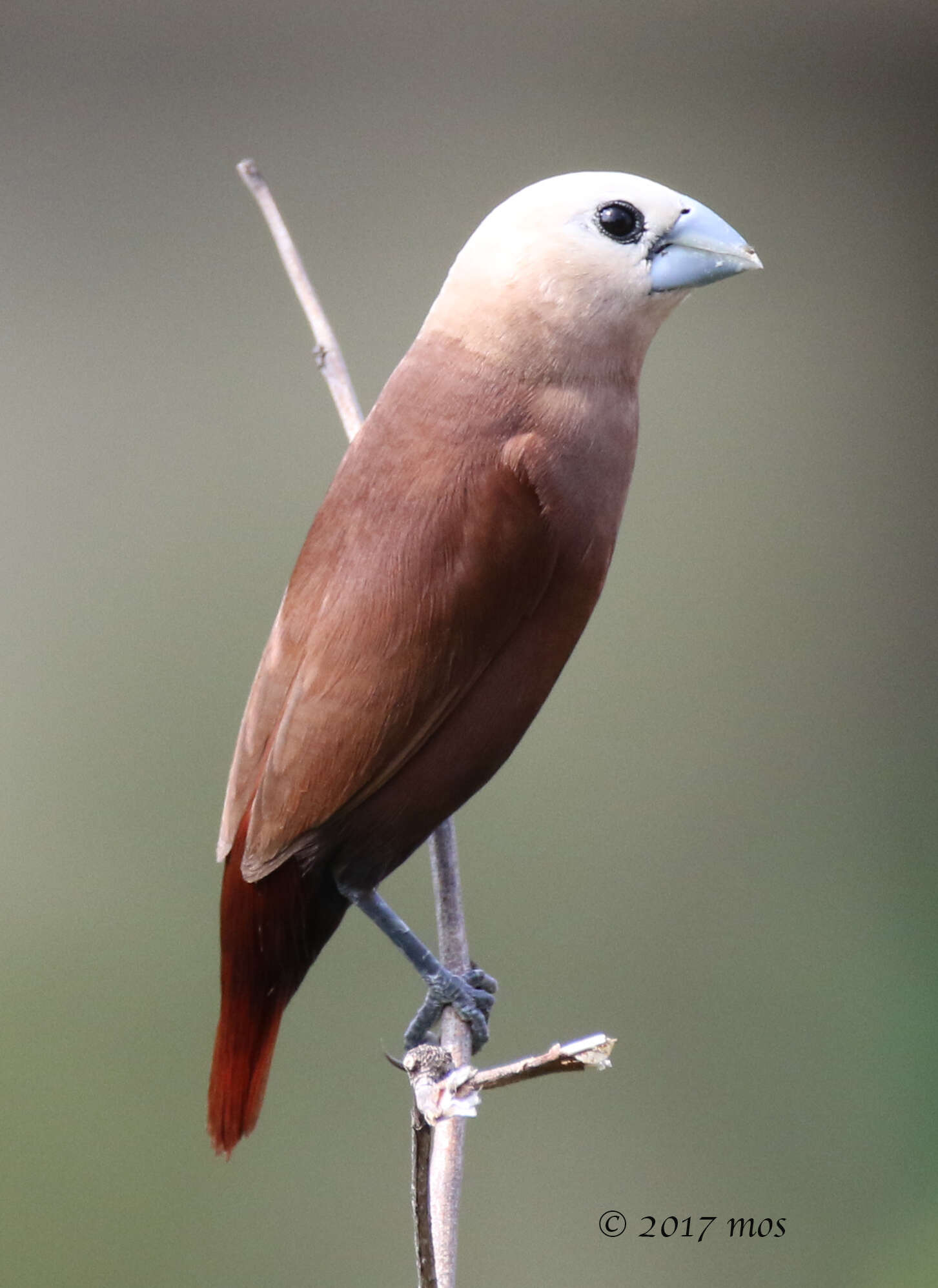 Image of White-headed Munia