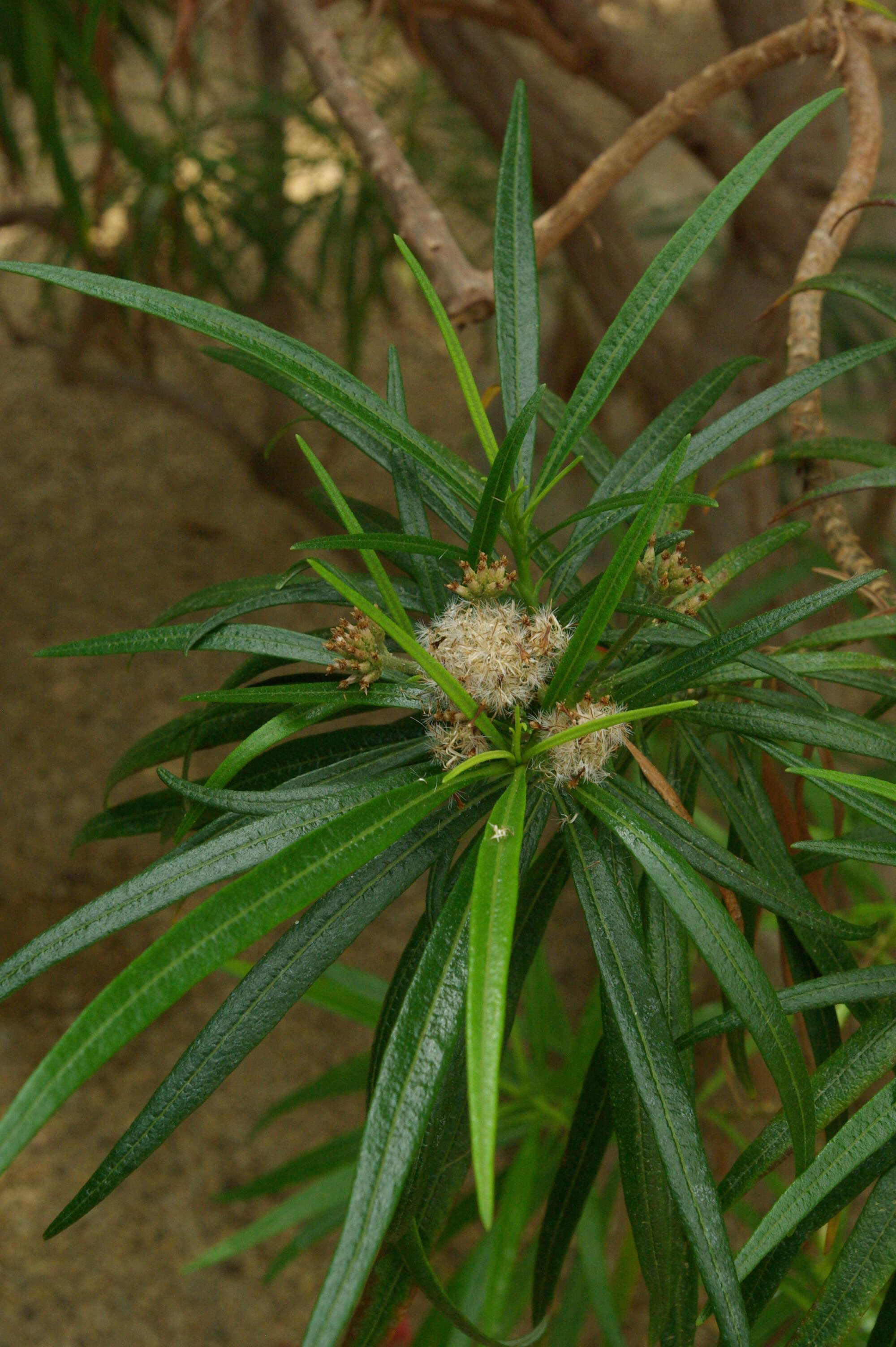 Image of Monarrhenus salicifolius (Lam.) Cass.