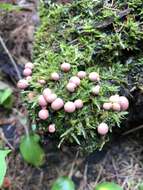 Image of Lycogala epidendrum