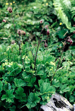 Image of Water Avens