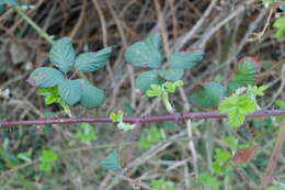 Image of Himalayan blackberry