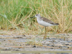 Image of Marsh Sandpiper