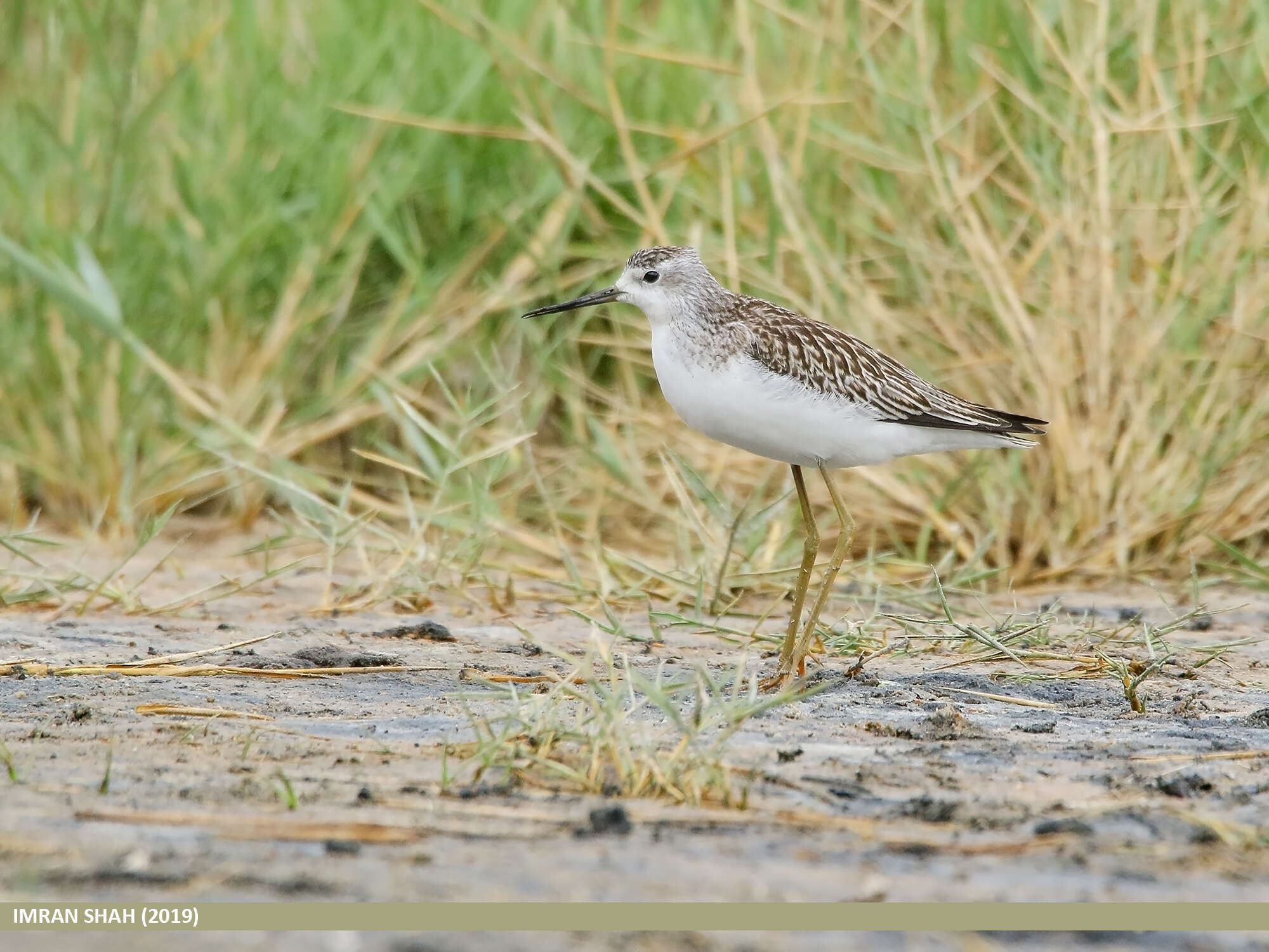 Image of Marsh Sandpiper