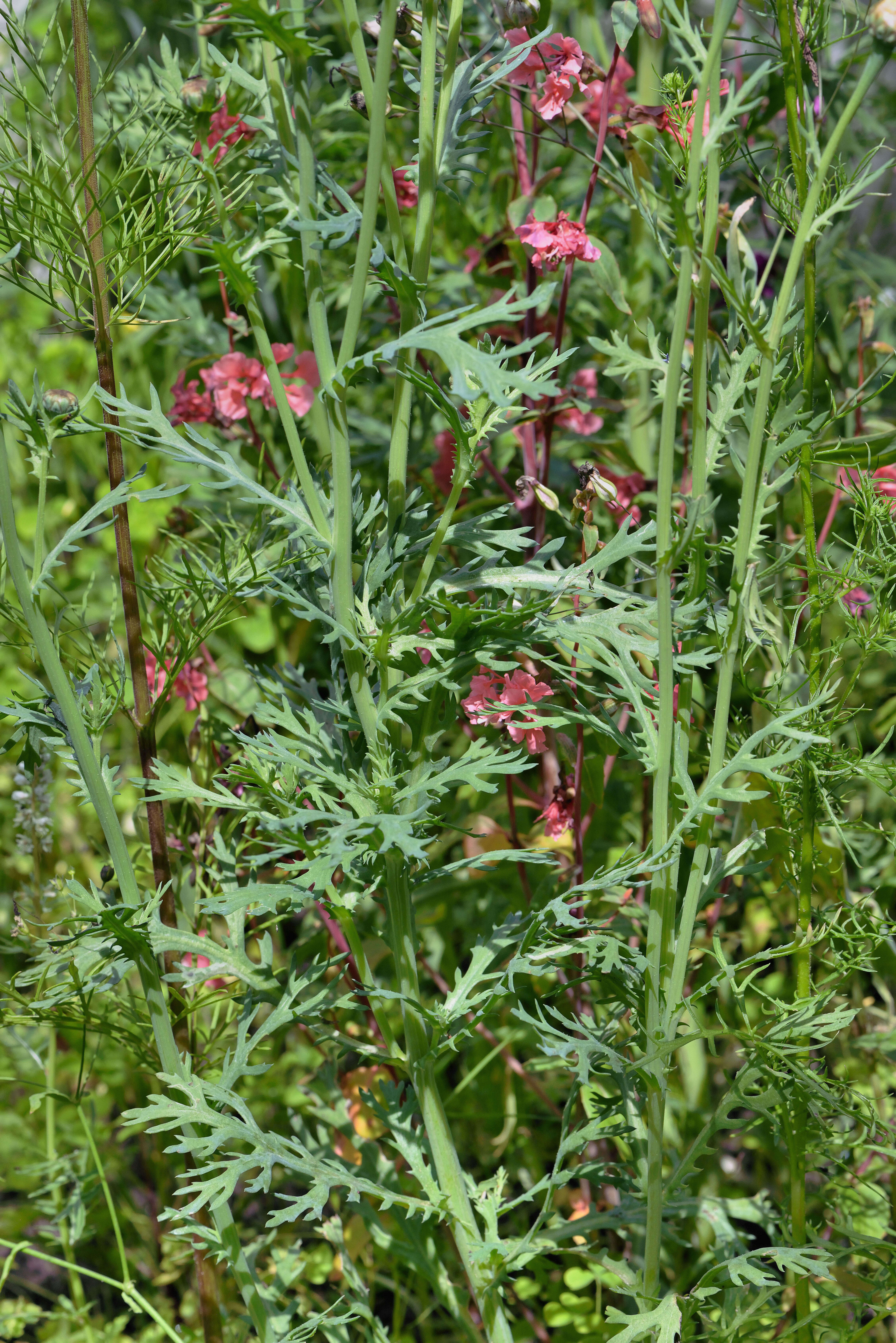 Image of corndaisy