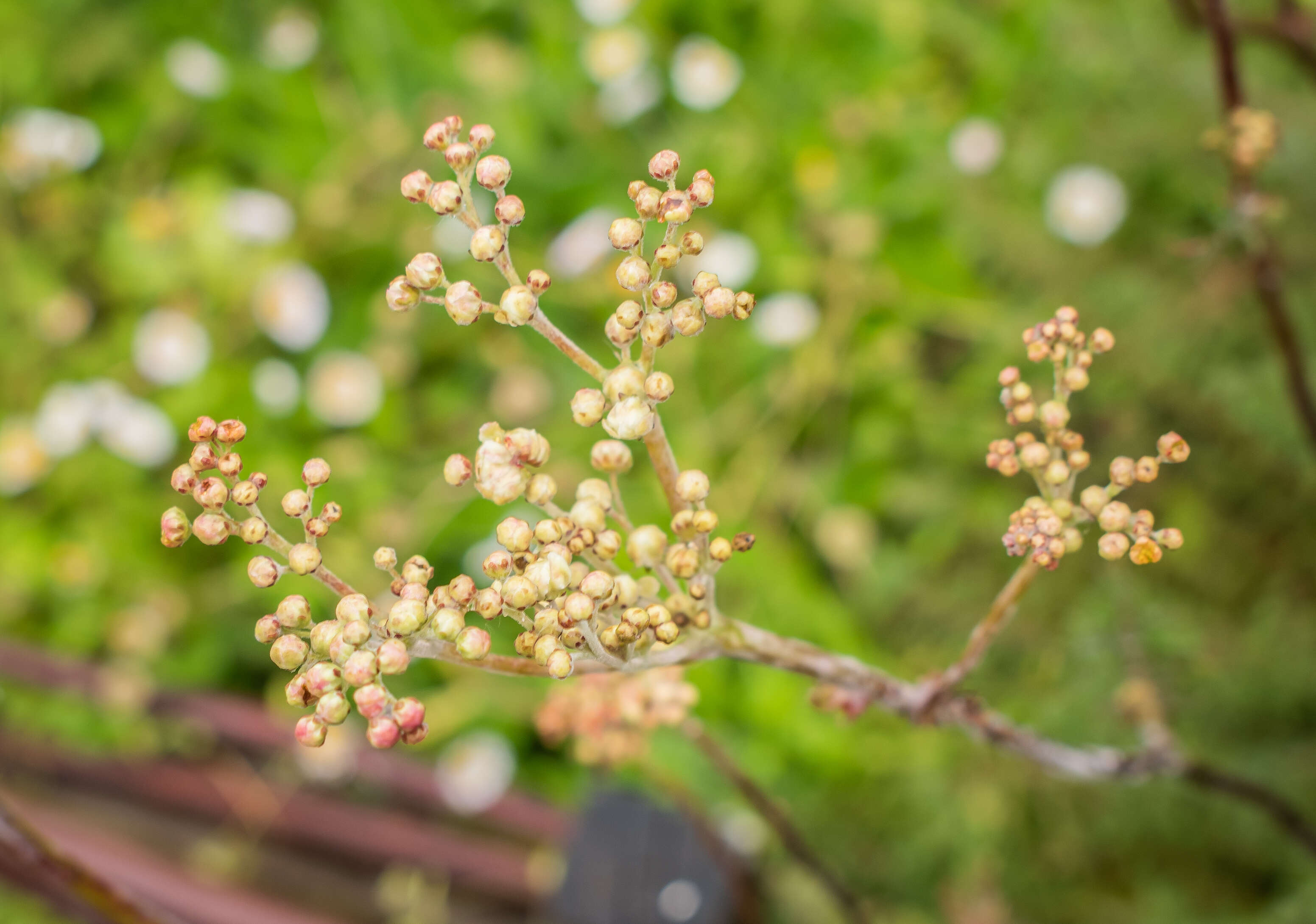 Image of dropwort