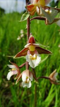 Imagem de Epipactis palustris (L.) Crantz