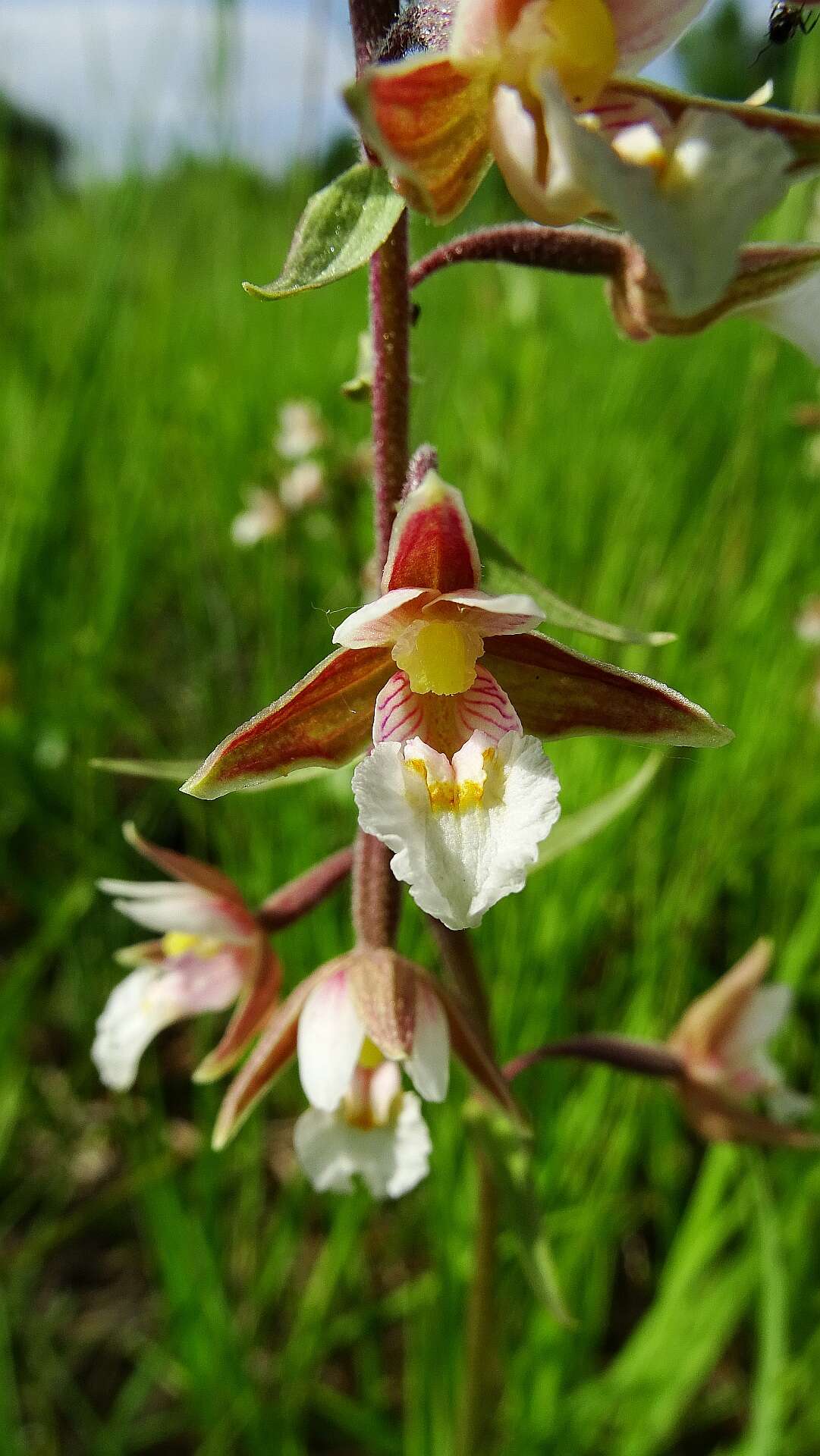 Imagem de Epipactis palustris (L.) Crantz