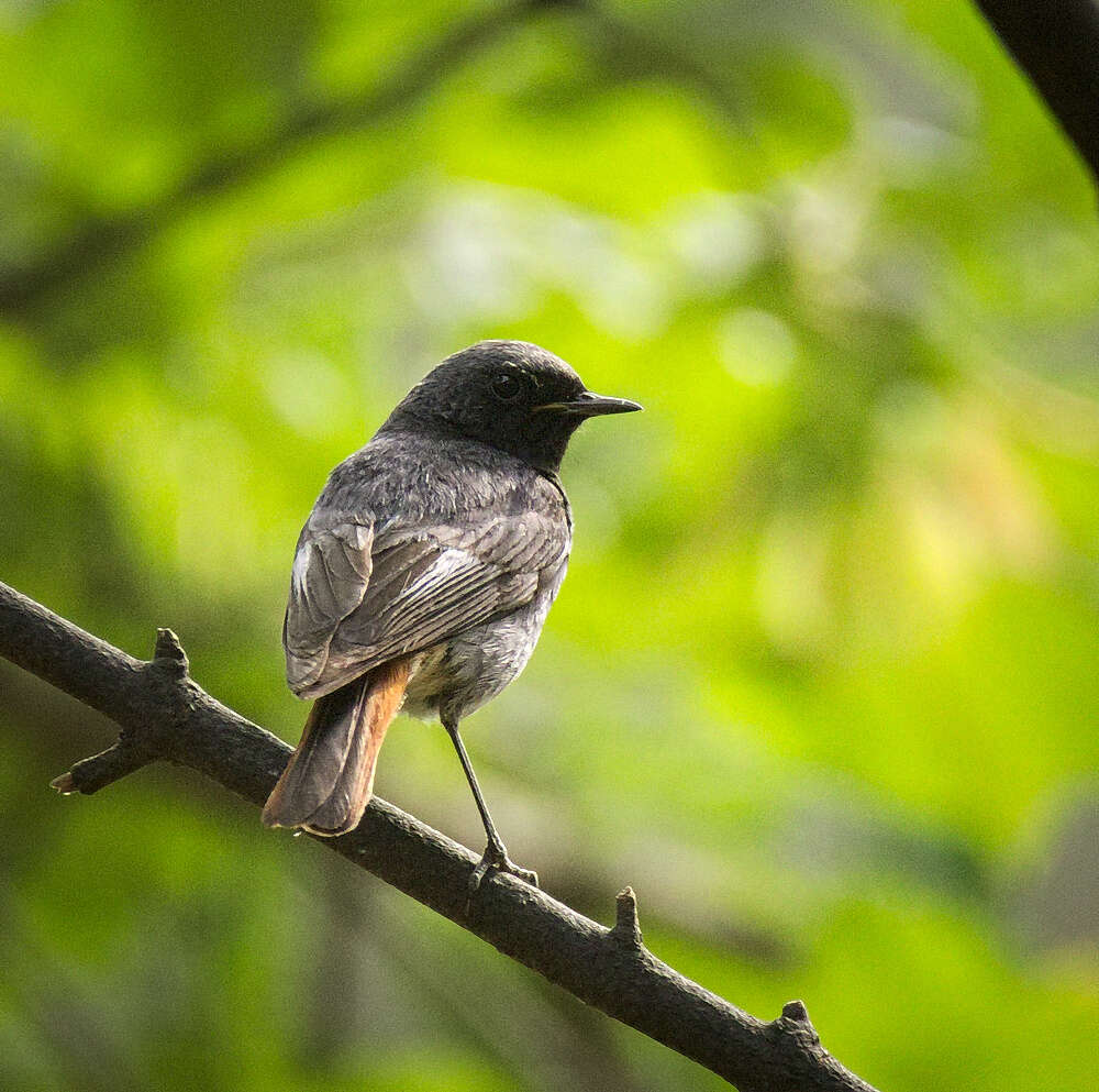 Image of Black Redstart