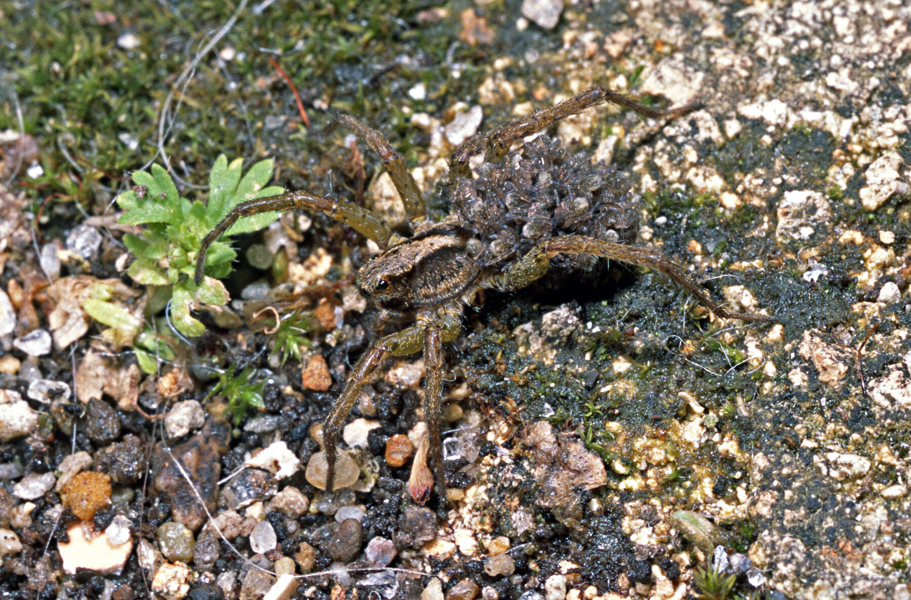 Image of Anoteropsis hilaris (L. Koch 1877)