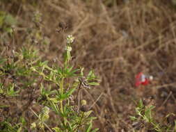 Image of shrubby false buttonweed